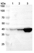 Western blot analysis was performed using anti-UPB1 polyclonal antibody at 1μg/ml on various samples.
Lane 1: Mouse liver lysate
Lane 2: Rat kidney lysate
Lane 3: Rat liver lysate