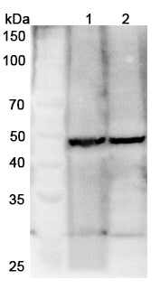 Western blot analysis was performed using anti-TP63 polyclonal antibody at 1μg/ml on various samples.
Lane 1: Mouse brain lysate
Lane 2: Rat brain lysate