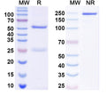 SDS-PAGE for Anti-ATAT1 Antibody (N347/36)