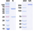 SDS-PAGE for Anti-Human ATAT1 Monoclonal Antibody (1A144)