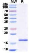 Recombinant Human CD371/CLEC12A Protein, N-His