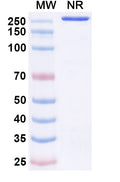 Anti-Human CD371/CLEC12A Reference Antibody (H6e7) – Figure 1 of 1