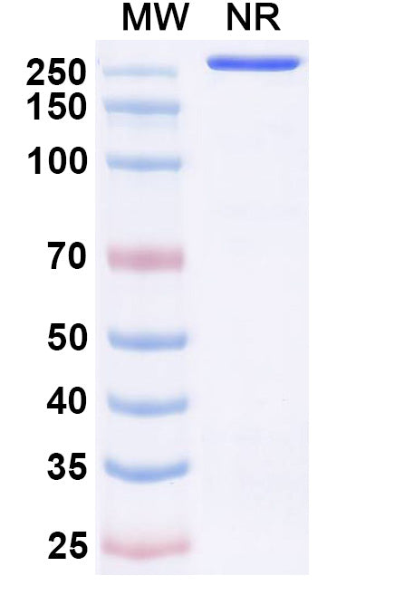 Anti-Human CD371/CLEC12A Reference Antibody (H6e7) – Figure 1 of 1