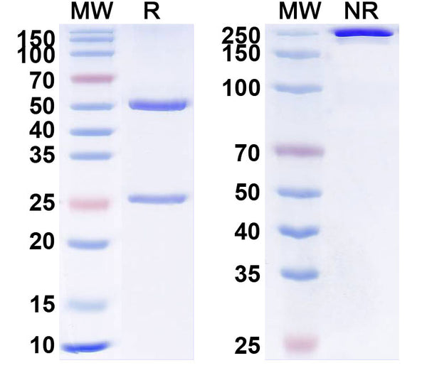 Anti-Human R-Spondin 3 Reference Antibody (Rosmantuzumab) – Figure 1 of 1