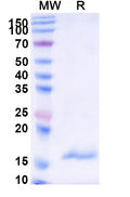 SDS-PAGE for Anti-Human CPB2 Nanobody (SAA1018)
