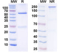 SDS-PAGE for Anti-Smurf2 Antibody (L16/24)