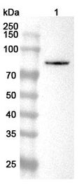 Western blot analysis was performed using anti-SMURF2 polyclonal antibody at 1ug/mL  on various samples.
Lane 1: MDA-MB-231 cell lysate