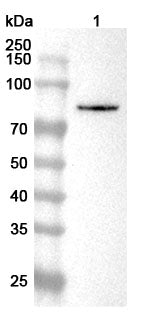 Western blot analysis was performed using anti-SMURF2 polyclonal antibody at 1ug/mL  on various samples.
Lane 1: MDA-MB-231 cell lysate
