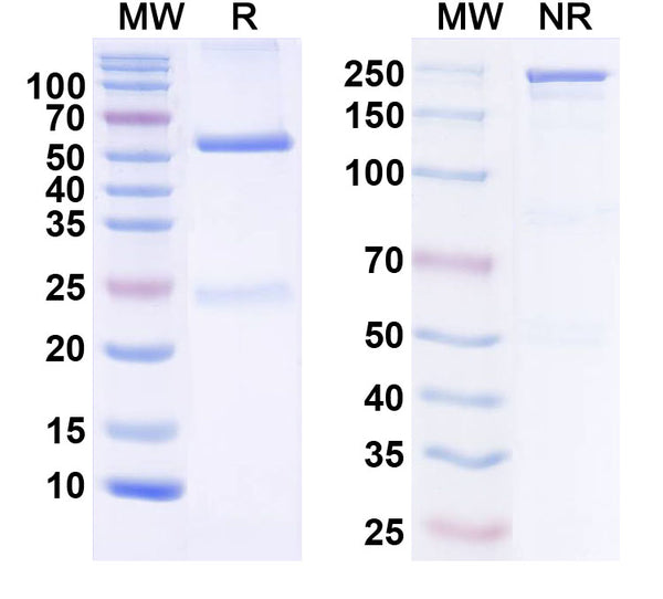 SDS-PAGE for Anti-Smurf2 Antibody (L16/33)