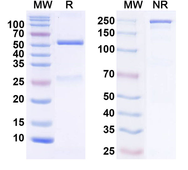 SDS-PAGE for Anti-Smurf2 Antibody (L16/45)