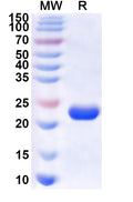 Recombinant Human LAMC3 Protein, N-GST