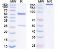 SDS-PAGE for Anti-Human CD328/SIGLEC7 Antibody (SAA1634)