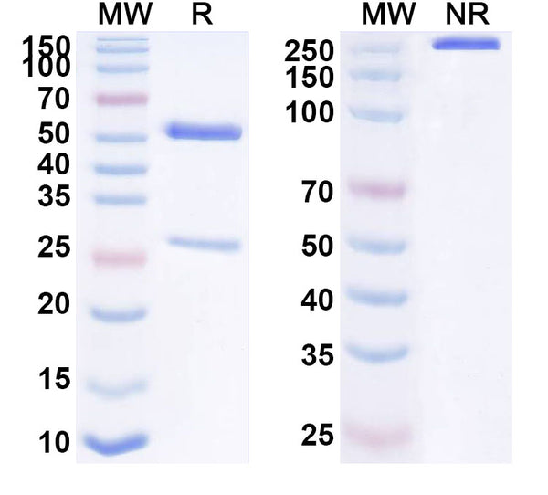 SDS-PAGE for Anti-Human CD328/SIGLEC7 Antibody (SAA1634)