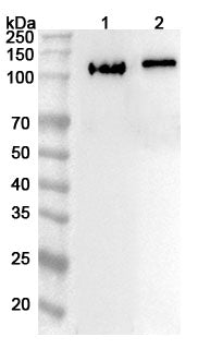 Western blot analysis was performed using anti-KIF18A  polyclonal antibody at 1ug/mL on various samples.
Lane 1: Mouse kidney lysate
Lane 2: Rat kidney lysate