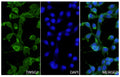 A549 cells were fixed with 4% paraformaldehyde for 20 minutes, followed by blocking with 5% goat serum for 1 hour. The cells were then incubated with a primary antibody targeting TWSG1 (HV536014) at a concentration of 21 ug/ml overnight at 4°C. Afterward, the cells were incubated with a secondary antibody, Goat Anti-Rabbit IgG (Alexa Fluor-488) for 50 minutes at room temperature. The localization of TWSG1 was visualized (shown in green), and nuclear DNA was stained with DAPI (shown in blue).