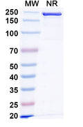Anti-Human IL1RAP Reference Antibody (CAN10) – Figure 1 of 2