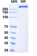 Anti-Human DLEC/CLEC4C/BDCA-2 Reference Antibody (Litifilimab) – Figure 1 of 1