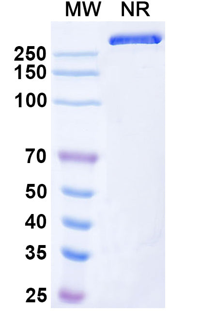 Anti-Human DLEC/CLEC4C/BDCA-2 Reference Antibody (Litifilimab) – Figure 1 of 1