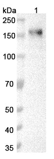 Western blot analysis was performed using anti-NEO1 polyclonal antibody at 1μg/ml on various samples.
Lane 1: Jurkat cell lysate
