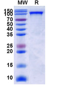 Recombinant Human CD100/SEMA4D Protein, C-His