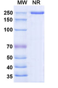 Anti-Human Semaphorin 4D/CD100 Reference Antibody (Pepinemab) – Figure 1 of 1