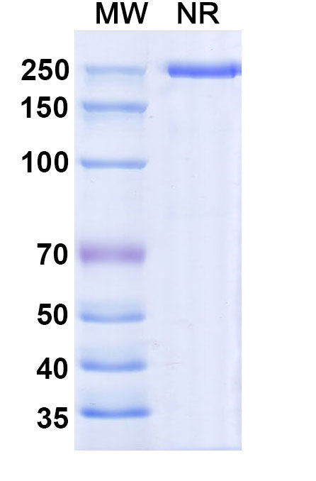 Anti-Human Semaphorin 4D/CD100 Reference Antibody (Pepinemab) – Figure 1 of 1