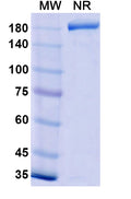 Anti-Human DLL4 & VEGFA Bispecific Reference Antibody (Navicixizumab) – Figure 1 of 2