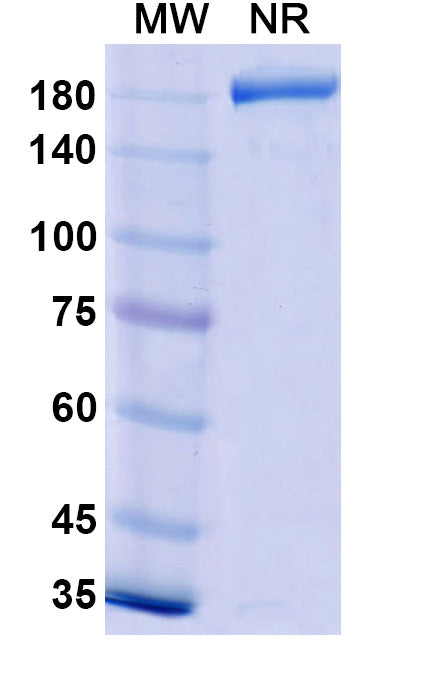 Anti-Human DLL4 & VEGFA Bispecific Reference Antibody (Navicixizumab) – Figure 1 of 2