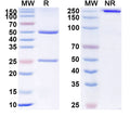 Anti-Human DLL4 Reference Antibody (MEDI0639) – Figure 1 of 1