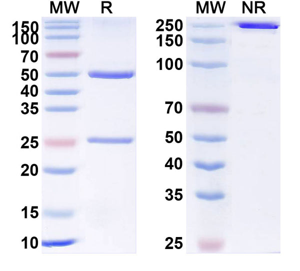 Anti-Human DLL4 Reference Antibody (MEDI0639) – Figure 1 of 1
