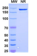 Anti-Human IL-36Ra/IL-1F5 Reference Antibody (Spesolimab) – Figure 1 of 1