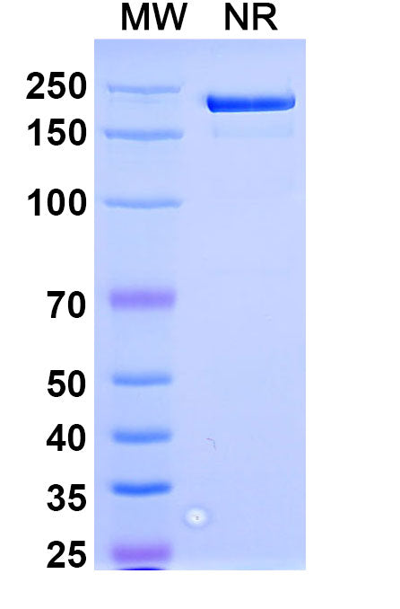Anti-Human IL-36Ra/IL-1F5 Reference Antibody (Spesolimab) – Figure 1 of 1