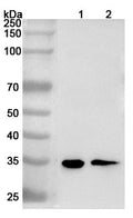 Western blot analysis was performed using anti-HMG20B polyclonal antibody at 1ug/mL  on various samples.
Lane 1: 293T cell lysate
Lane 2: K562 cell lysate
