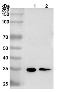 Western blot analysis was performed using anti-HMG20B polyclonal antibody at 1ug/mL  on various samples.
Lane 1: 293T cell lysate
Lane 2: K562 cell lysate