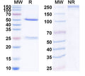 SDS-PAGE for Anti-Human CD321/F11R/JAM-A Antibody (SAA1942)