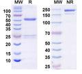 Detects Human CD268/TNFRSF13C in indirect ELISAs.