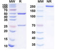 SDS-PAGE for Anti-Human MUC16/CA125 Monoclonal Antibody (1A278)