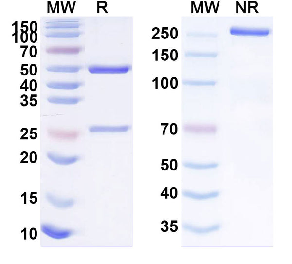 SDS-PAGE for Anti-Human MUC16/CA125 Monoclonal Antibody (1A278)