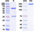 Research Grade Abagovomab – Figure 1 of 1