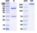 Anti-Human CA125/MUC16 Reference Antibody (Oregovomab) – Figure 1 of 1