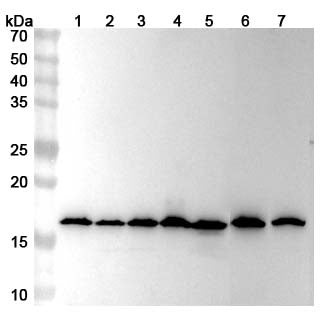 Western blot analysis was performed using anti-H3C15 polyclonal antibody at 1ug/mL on various samples.
Lane 1: Hela cell lysate
Lane 2: HepG2 cell lysate
Lane 3: MCF-7 cell lysate
Lane 4: NIH3T3 cell lysate
Lane 5: A549 cell lysate
Lane 6: K562 cell lysate
Lane 7: Mouse spleen lysate