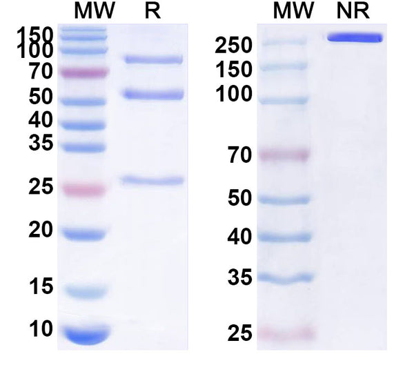 Flow-cytometry using anti-human CD276 antibody.PC-3 cells were stained with an irrelevant antibody (Blue Histogram) or an anti-human CD276 antibody monoclonal antibody (Catalog # HV612013 ,Green Histogram) at a concentration of 5 µg/ml for 30 mins at RT. After washing, bound antibody was detected using a FITC conjugated goat anti-human antibody (Catalog # HF690414) and cells analysed on a NovoCyte Flow Cytometer.