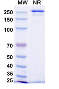 Anti-Human B7-H3 Reference Antibody (Enoblituzumab) – Figure 1 of 2