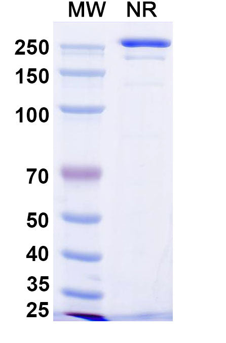 Anti-Human B7-H3 Reference Antibody (Enoblituzumab) – Figure 1 of 2