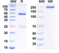 Anti-Human B7-H3 Reference Antibody (Omburtamab) – Figure 1 of 2