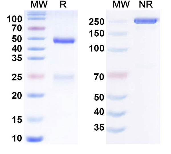 Anti-Human B7-H3 Reference Antibody (Omburtamab) – Figure 1 of 2