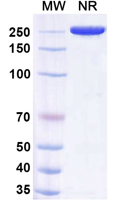 Anti-Human B7-H3 Reference Antibody (Vobramitamab) – Figure 1 of 2