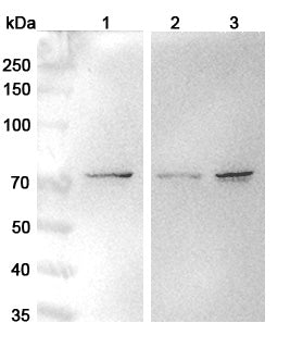 Western blot analysis was performed using anti-NOSTRIN polyclonal antibody at 1μg/ml on various samples.
Lane 1: Hela cell lysate
Lane 2: K562 cell lysate
Lane 3: NCI-H460 cell lysate