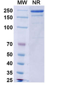 Anti-Human FGF-23 Reference Antibody (Burosumab) – Figure 1 of 2