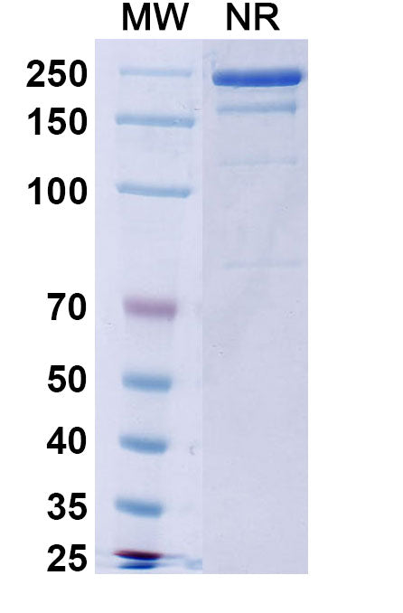 Anti-Human FGF-23 Reference Antibody (Burosumab) – Figure 1 of 2